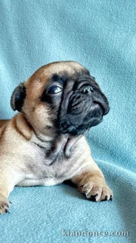 bébé chiot bouledogue français disponible 