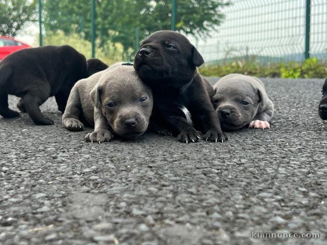 chiots staffordshire terrier mâle et femelle a donner 