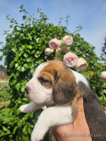 Dons chiot beagle lof femelle a donner 