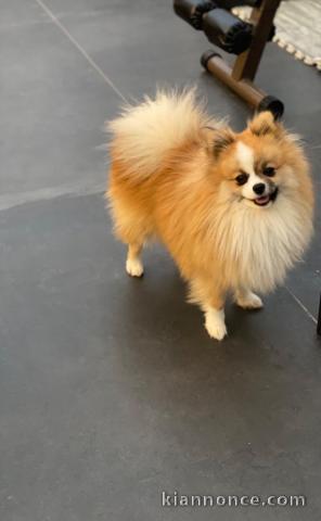 Chiots spitz allemand race pure 