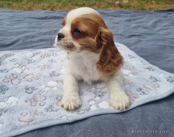 chiots cavalier king charle à adopter 