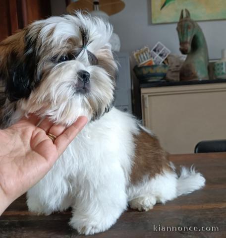 Bébé chiot Shih Tzu disponible 