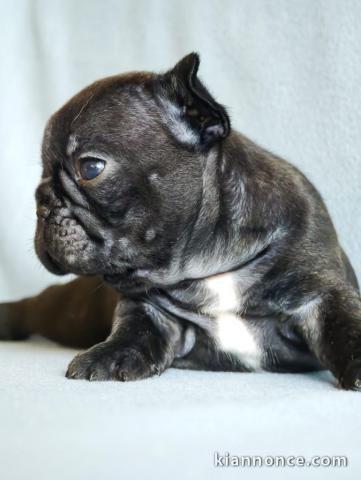 Adoption chiot bouledogue français 
