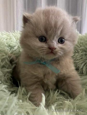 Chatons British Shorthair et Longhair