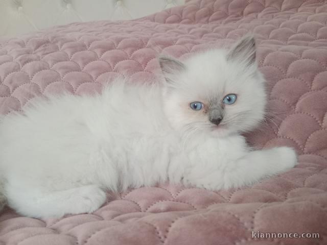Chaton ragdoll femelle à donner 