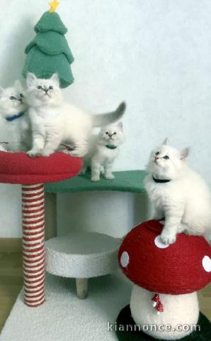 chaton ragdoll à donner 