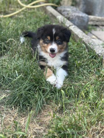 Dons chiot berger américain minuature à donner 