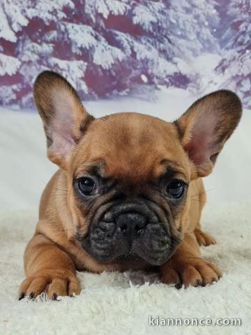 chiot bouledogue français à donner 