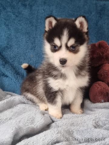 chiots husky sibérien à donner 