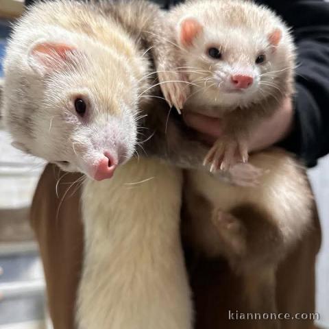 Furet disponible de suite 