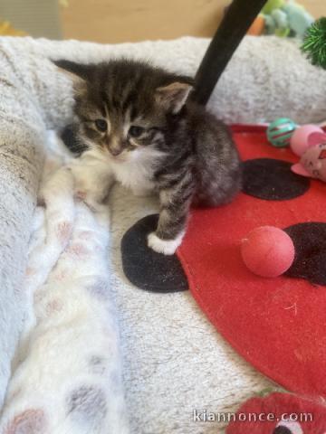 magnifique chatons norvegien a donner 