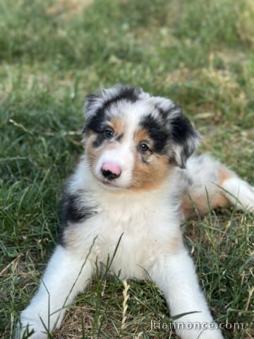 bébé chiot berger américain minuature 