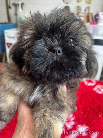 adoption chiot Shih Tzu disponible 