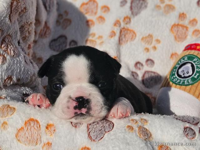 Dons chiot Boston terrier disponible 