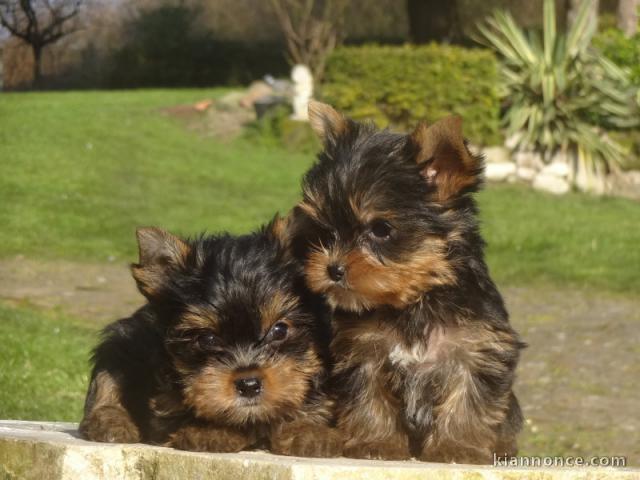 Dons deux chiots York toy disponible 