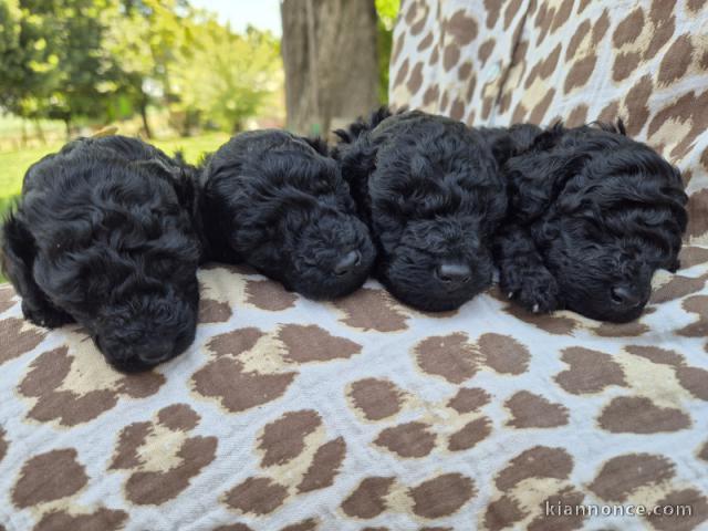 Dons chiot caniche nain disponible 