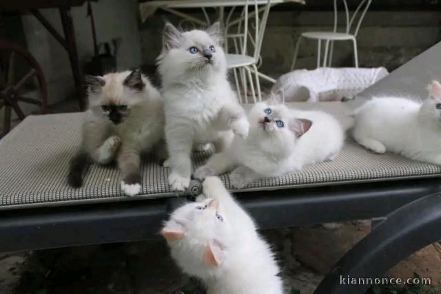 Maginfiques chatons disponibles