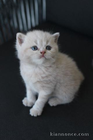 Chatons British Shorthair et Longhair LOOF disponibles