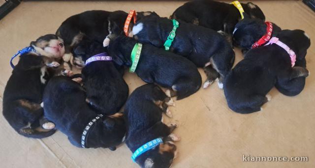 Adoption chiot bouvier bernois disponible 