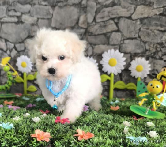Chiots bichon frisé a donner 