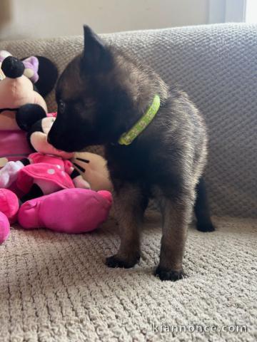 Bébé chiot belge belge lof 