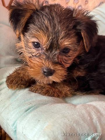 Dons chiot Yorkshire terrier a donner 