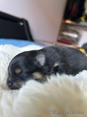 Dons chiot spitz nain disponible 