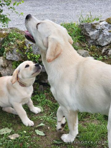 Dons chiot golden retriever mâle et femelle 