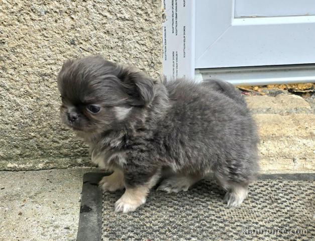 Chiots chihuahua mâle a donner 