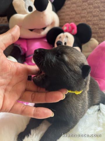 Bébé chiot belge belge à donner 