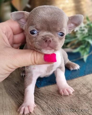 Bébé chiot chihuahua femelle a donner 