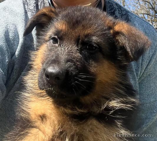 Je donne chiot berger allemand lof 