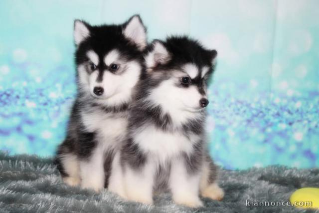 Je donne chiot pomsky disponible 