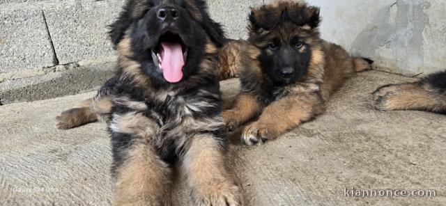 Chiots Berger Allemand à Poil Long