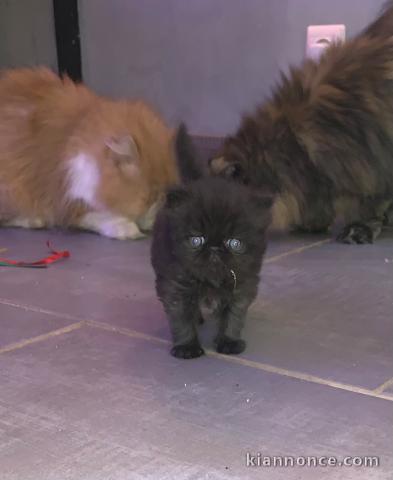 Magnifique chatons persan à donner 