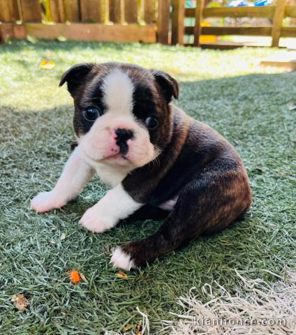 Dons chiot type boston terrier 