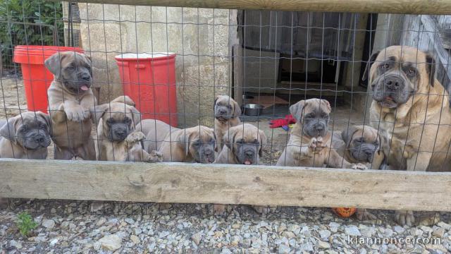 Magnifique chiot Cane corso à donner 