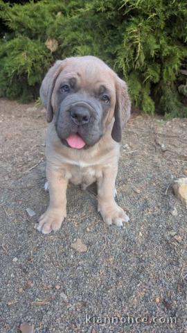 chiot Cane corso femelle disponible 