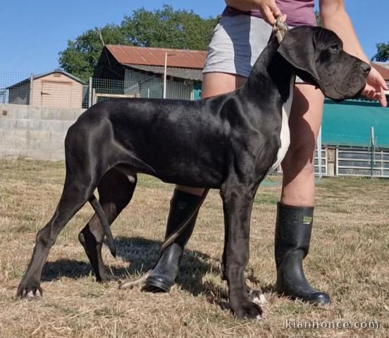 chiots dogue allemand disponible 