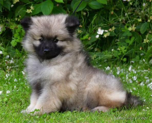 Adoption chiot spitz allemand femelle 