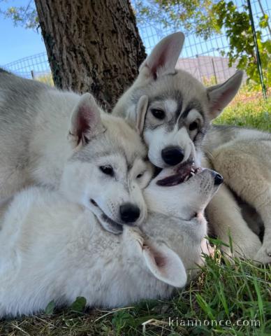 chiot sibérien husky a donner 