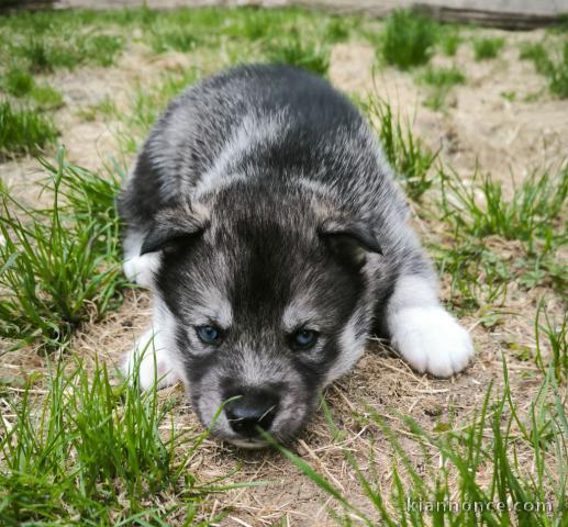 Mâle chiot husky sibérien adorable 