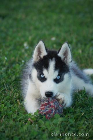 Magnifique chiot husky sibérien 