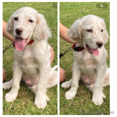 Adorable chiot setter anglais femelle 