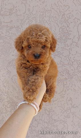 Chiots Caniche Nain et Toy