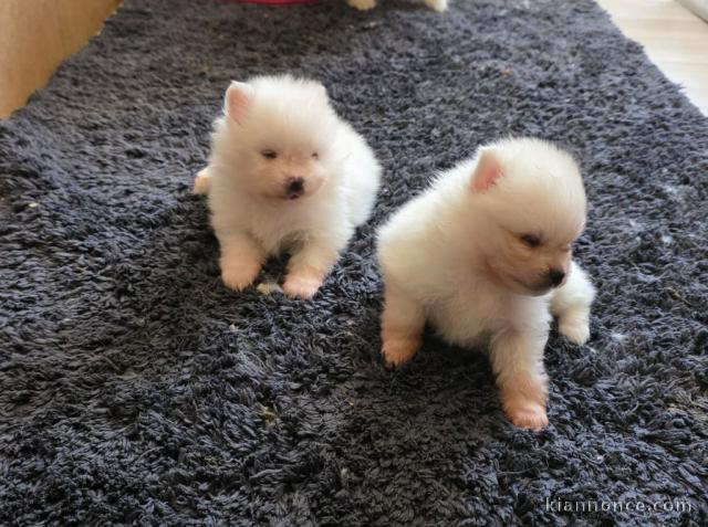 Dons chiot spitz allemand lof