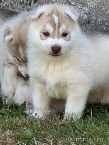 Dons chiot husky sibérien 