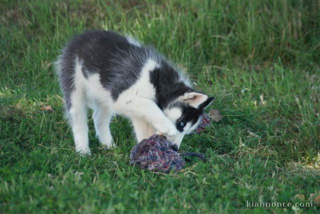 Chiot husky sibérien à donner 