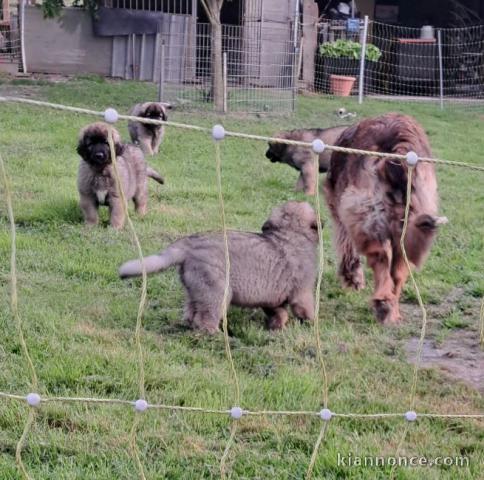 Chiot Leonberger disponible de suite mâle et femelle 