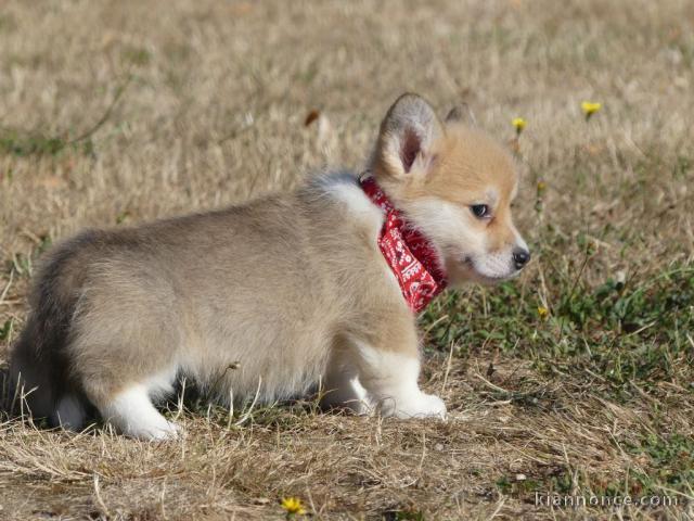 Chiots Welsh Corgi Pembroke magnifique 